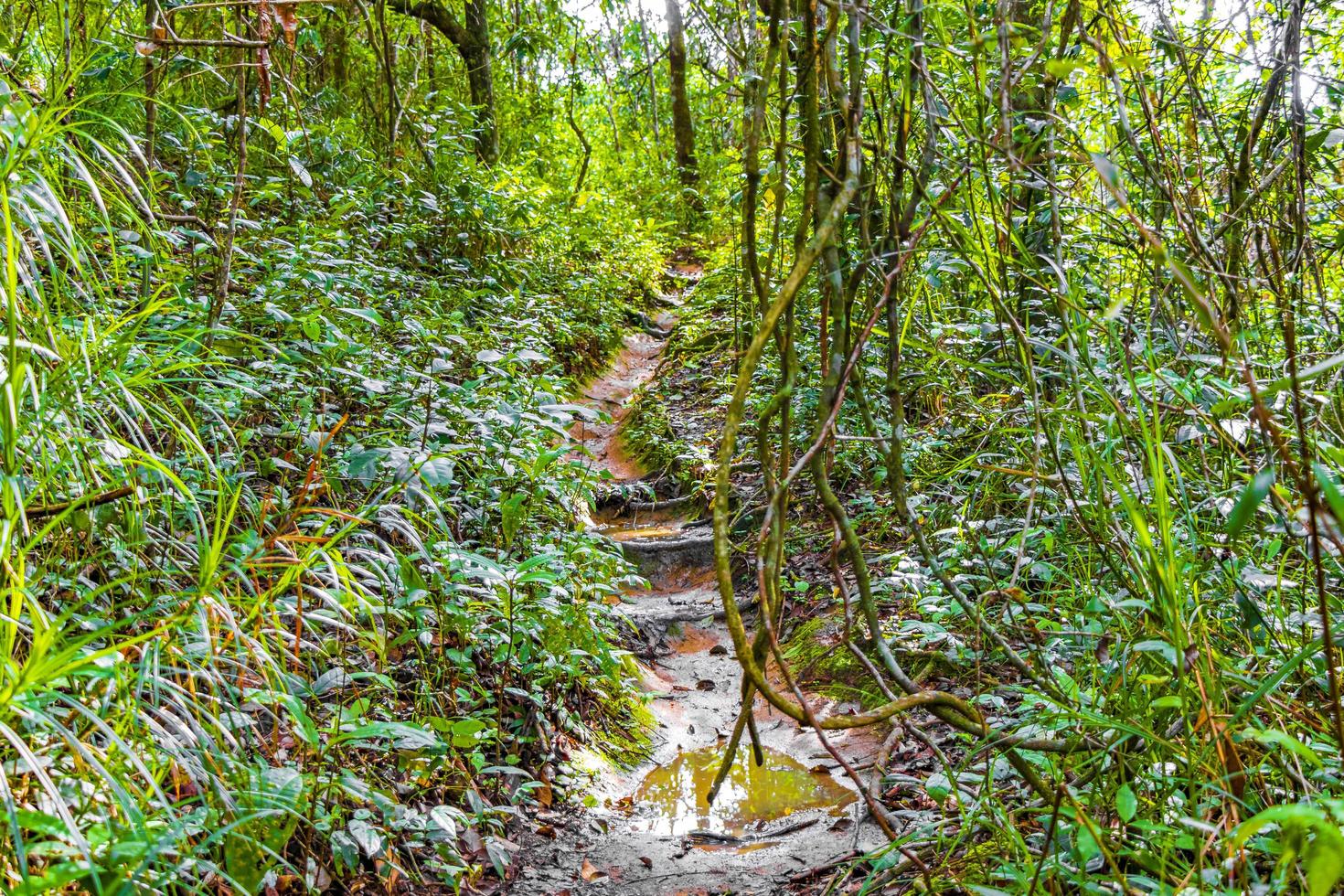 Ruta de senderismo en el bosque de selva tropical natural ilha grande brasil. foto
