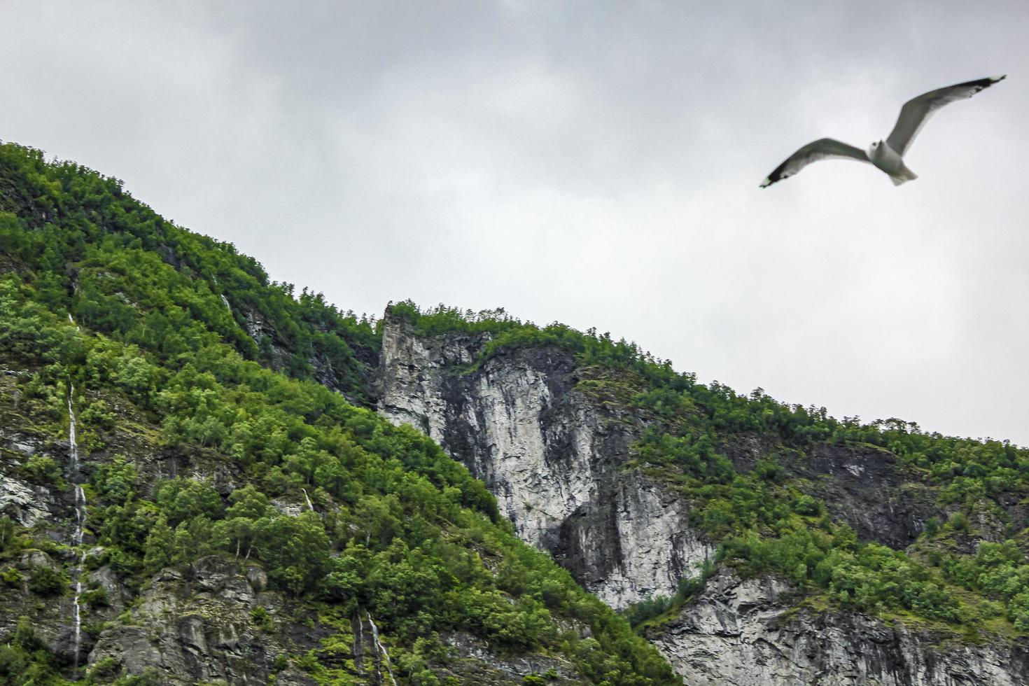 Seagulls fly through the beautiful mountain fjord landscape in Norway. photo