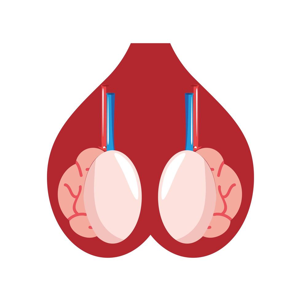 human organ cartoon vector