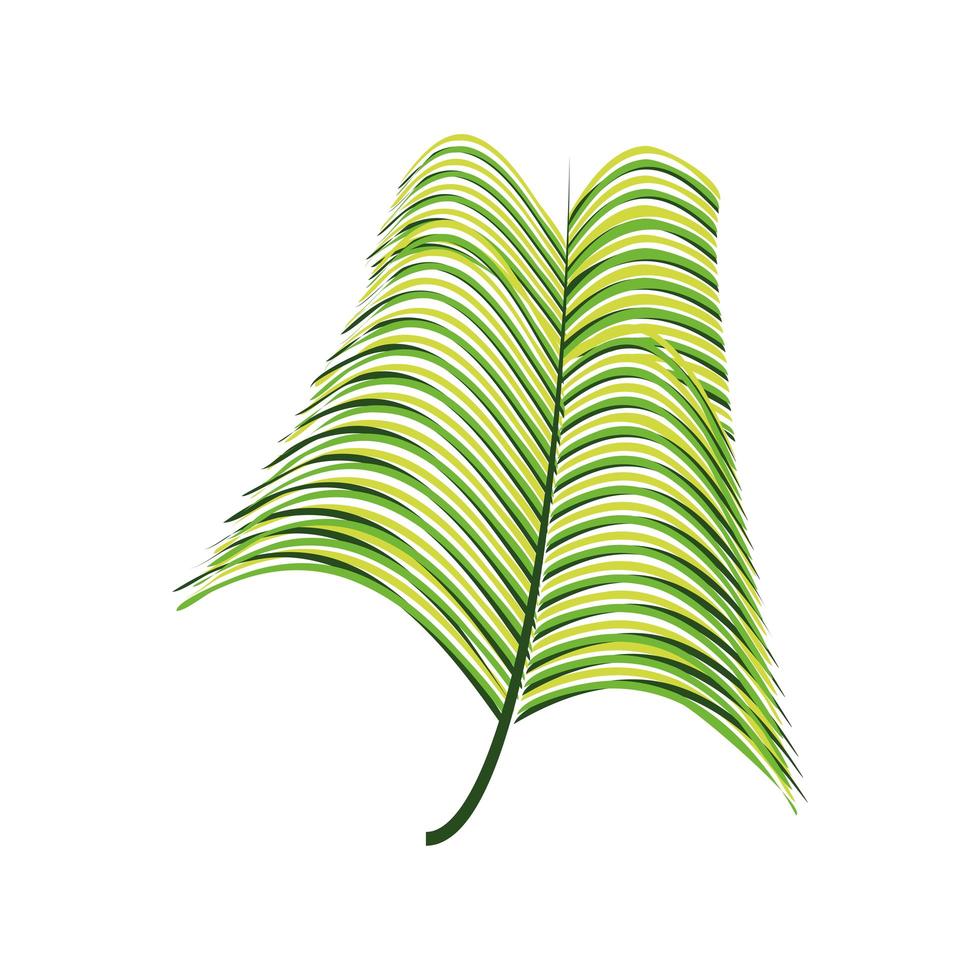 branch palm foliage vector