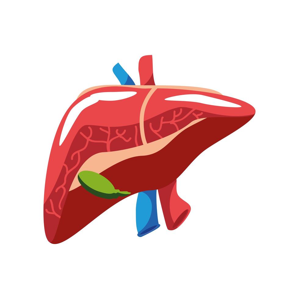 órgano del hígado humano vector