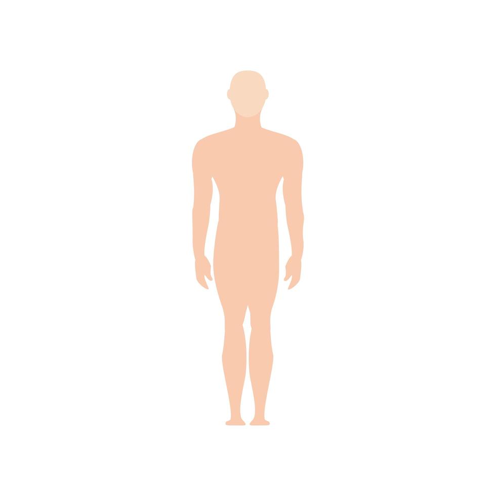 cuerpo humano masculino vector