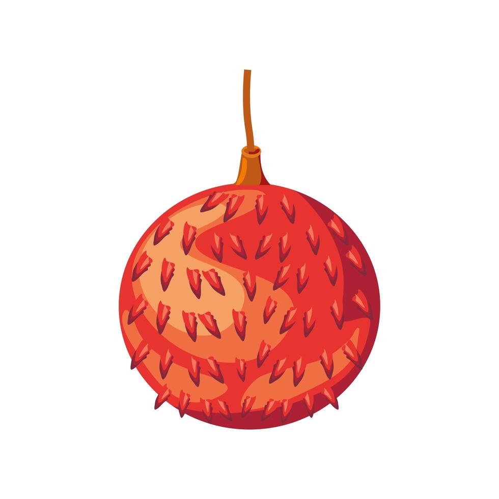 tropical fruit lychee vector