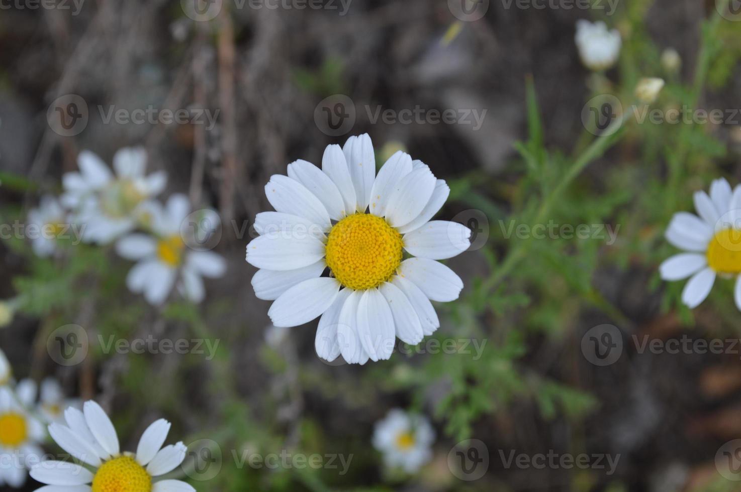 primer plano de flores y plantas foto