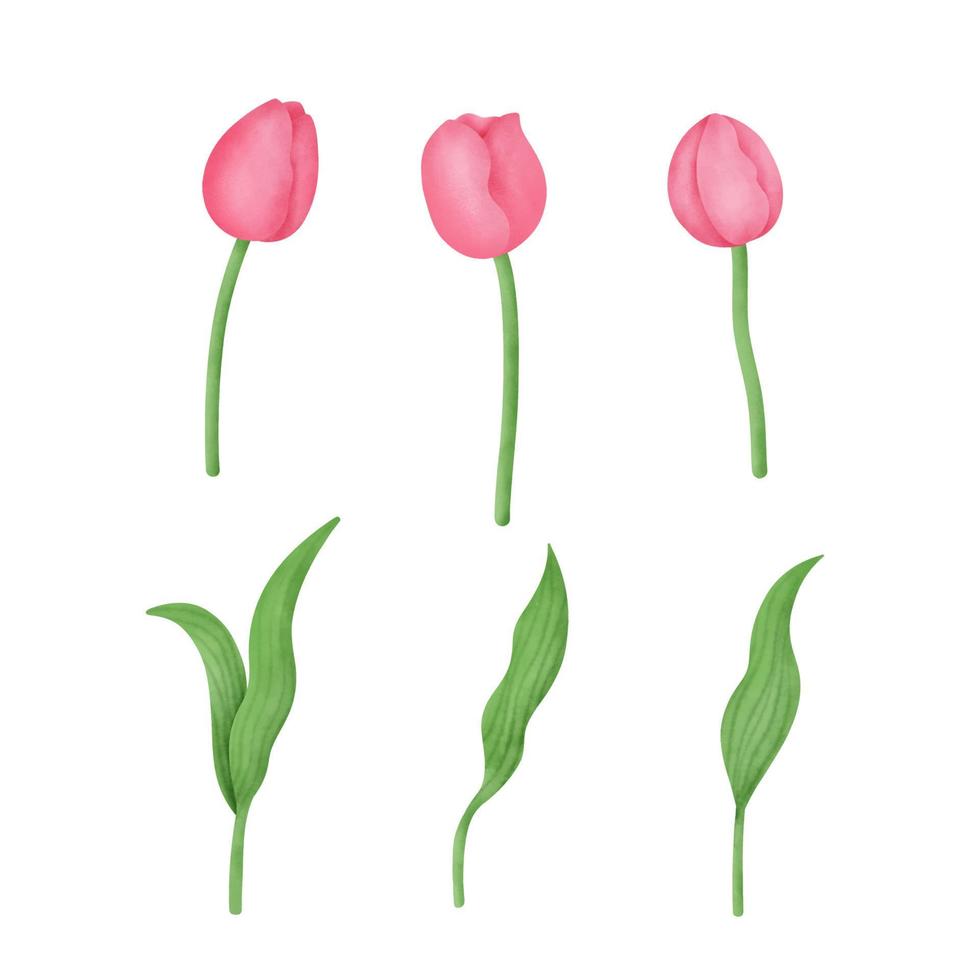 Conjunto de tulipanes dibujados a mano acuarela. vector