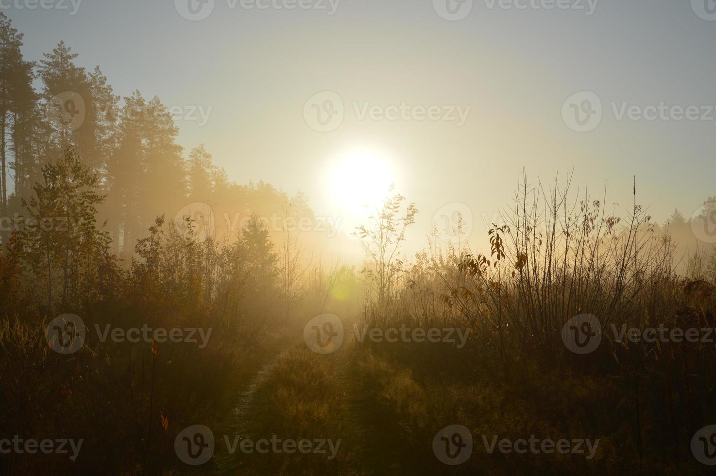 The morning sun rises on the horizon in the forest and village photo