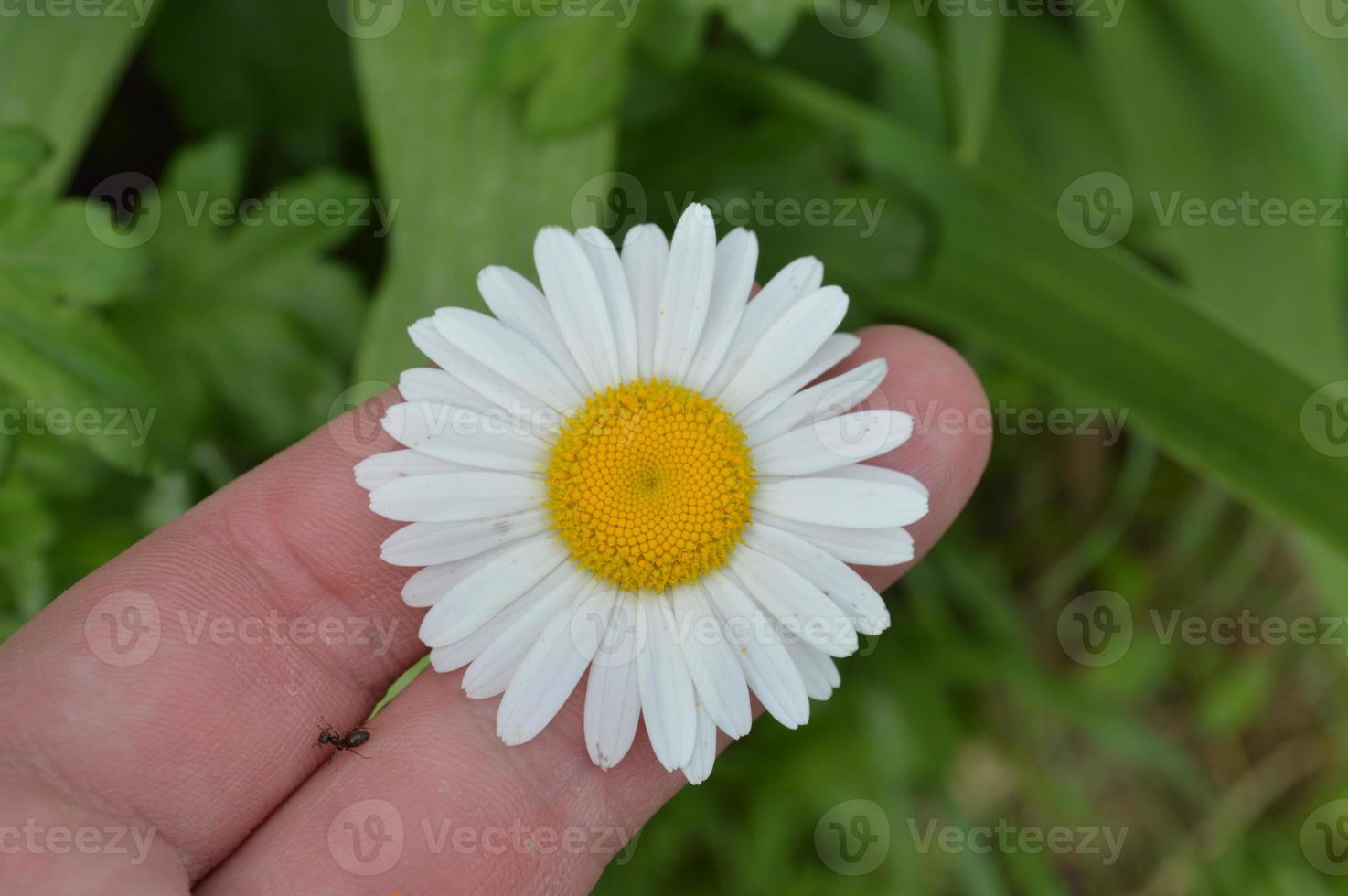 Primer plano de flores del bosque de fondos de diferentes colores foto