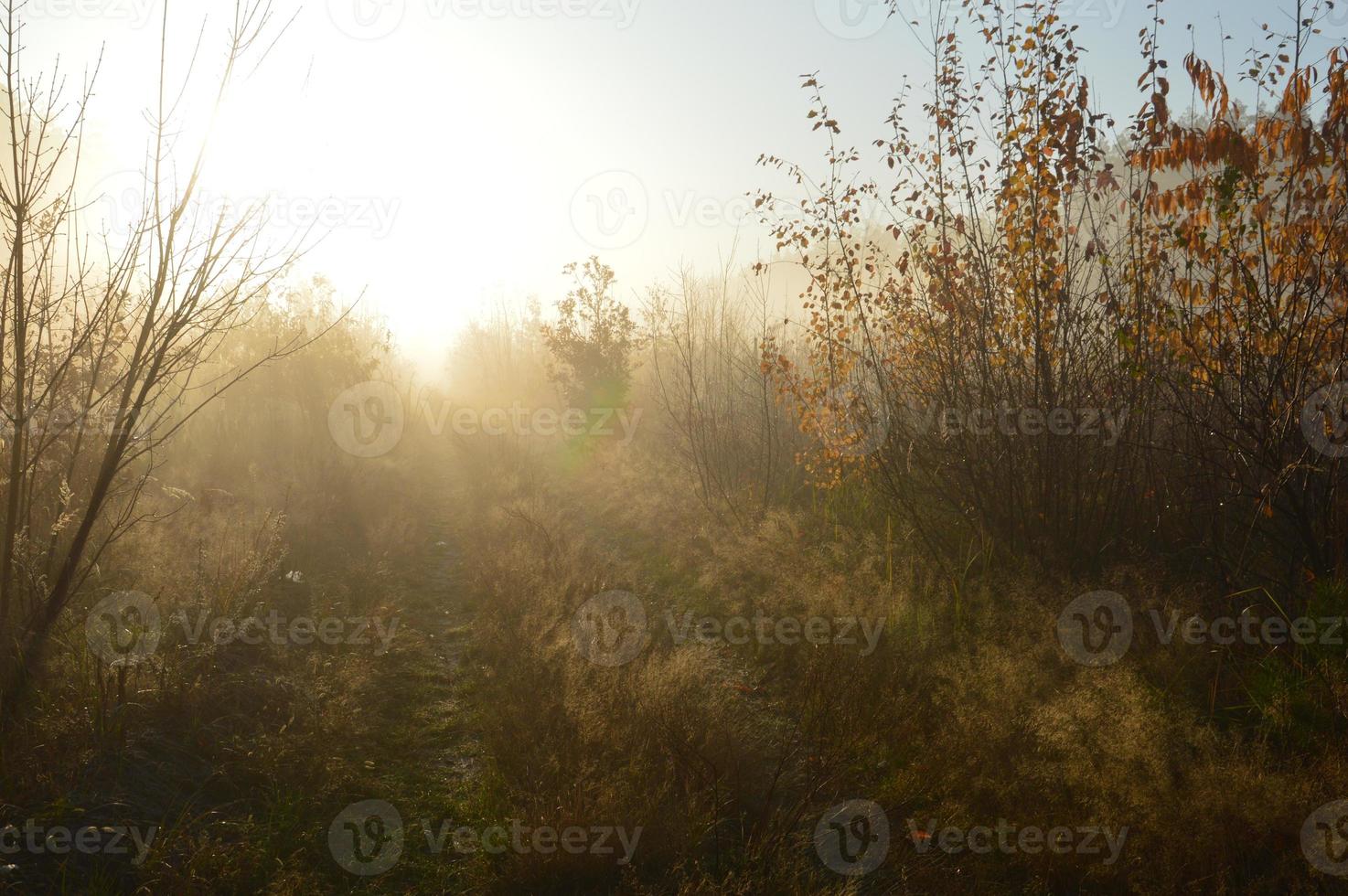 el sol de la mañana sale en el horizonte en el bosque y el pueblo foto