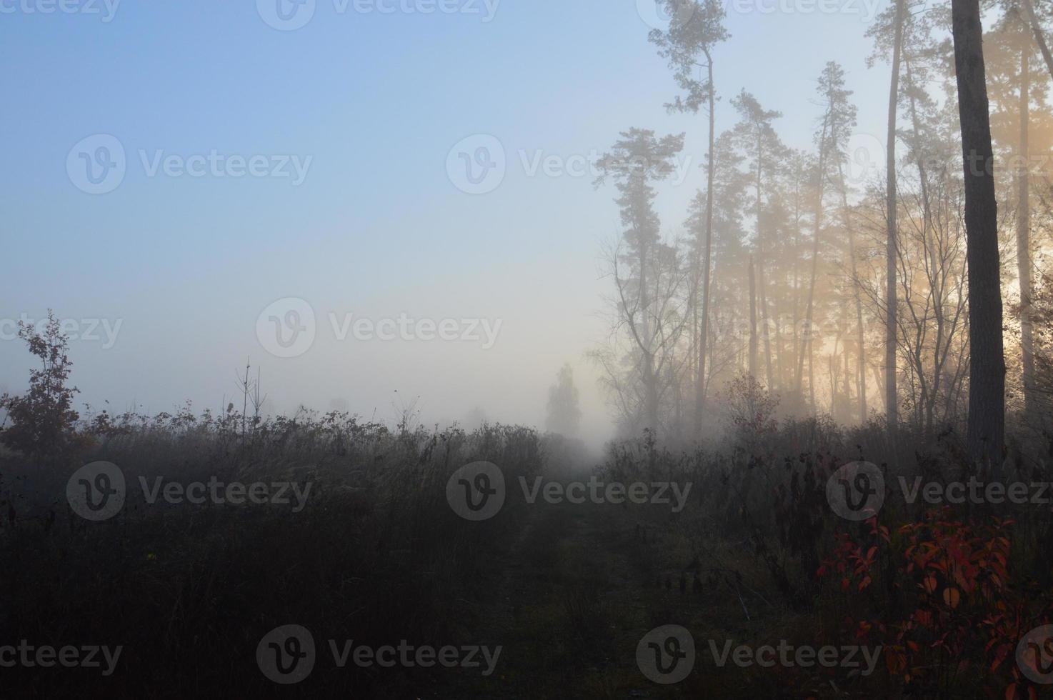 Morning fog and haze in the forest and village photo