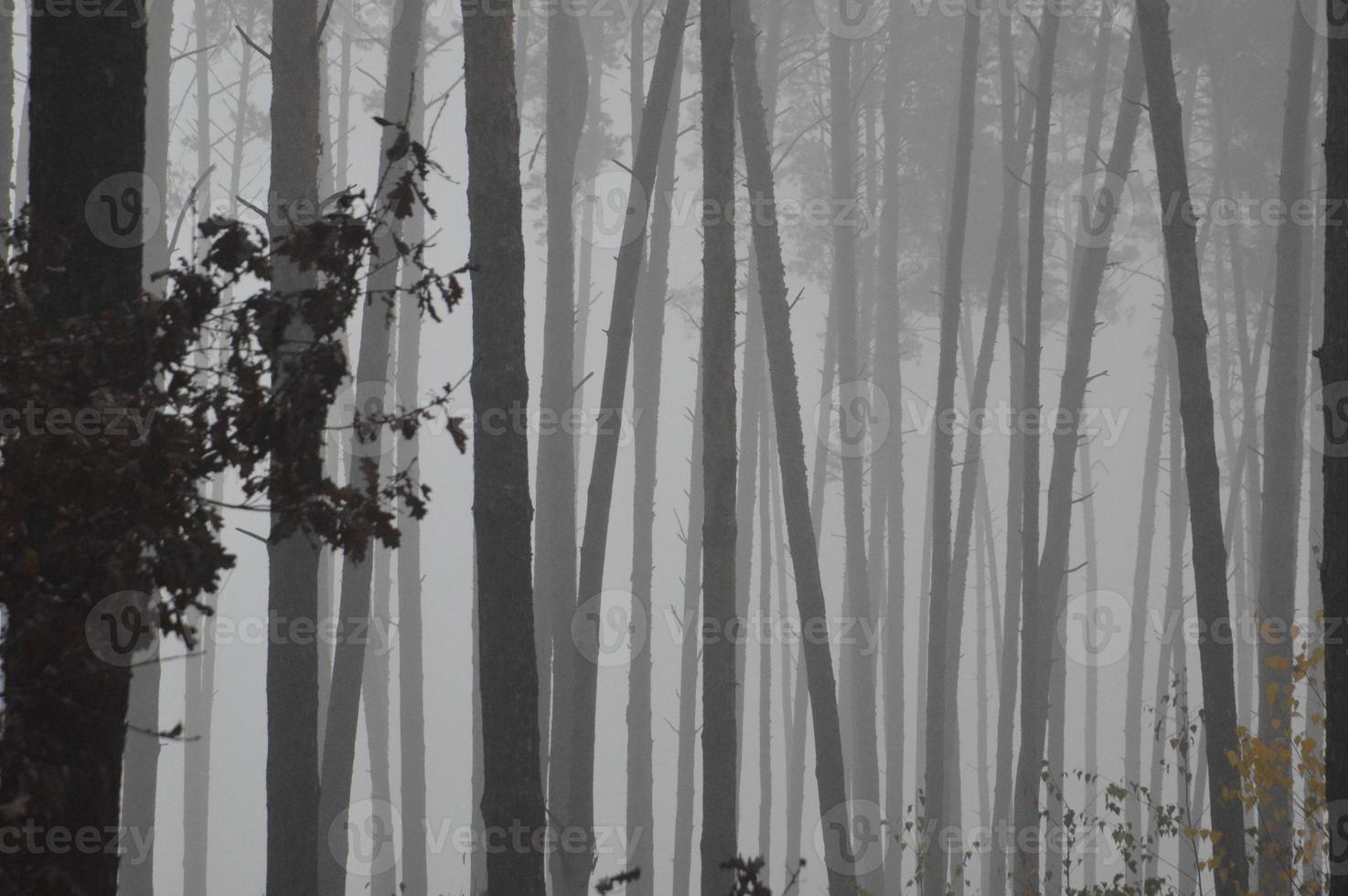 Morning fog after a night in the forest photo