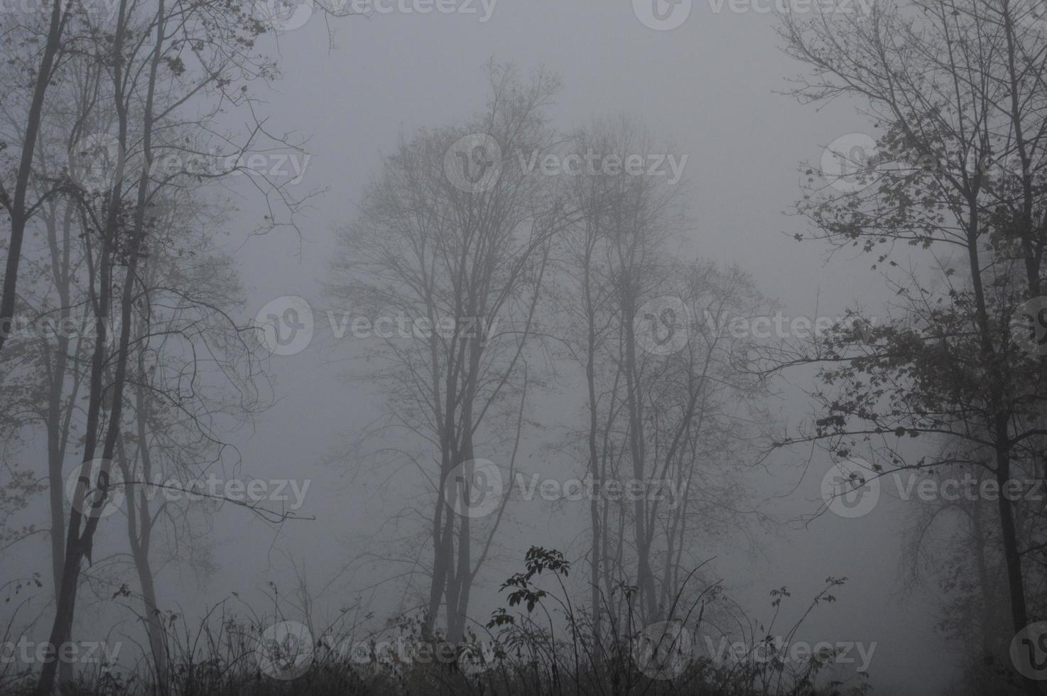 niebla matutina después de una noche en el bosque foto