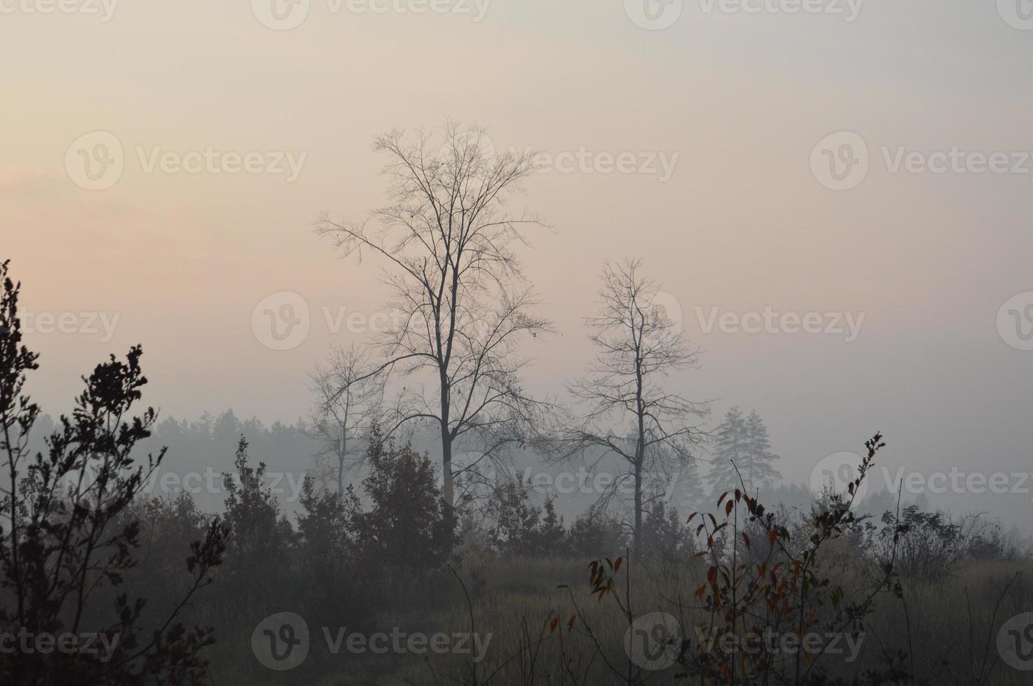 Morning fog and haze in the forest and village photo