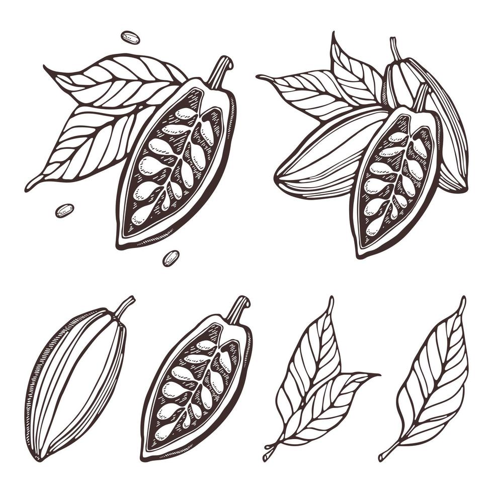 Cocoa set. Hand-drawn vector Cacao beans, leaves. Doodle Outline sketches Vector illustration for design menu, shop, fabric, wallpaper. Plant parts. For logo, print, label, emblem, symbol