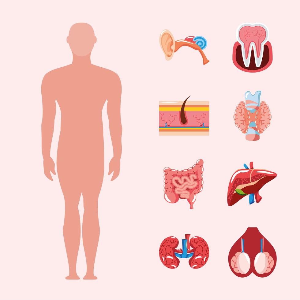 cuerpo organos humanos vector