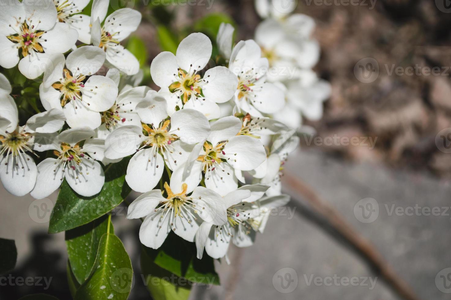 Apple flowers close up with white petals and green leaves on a branch photo