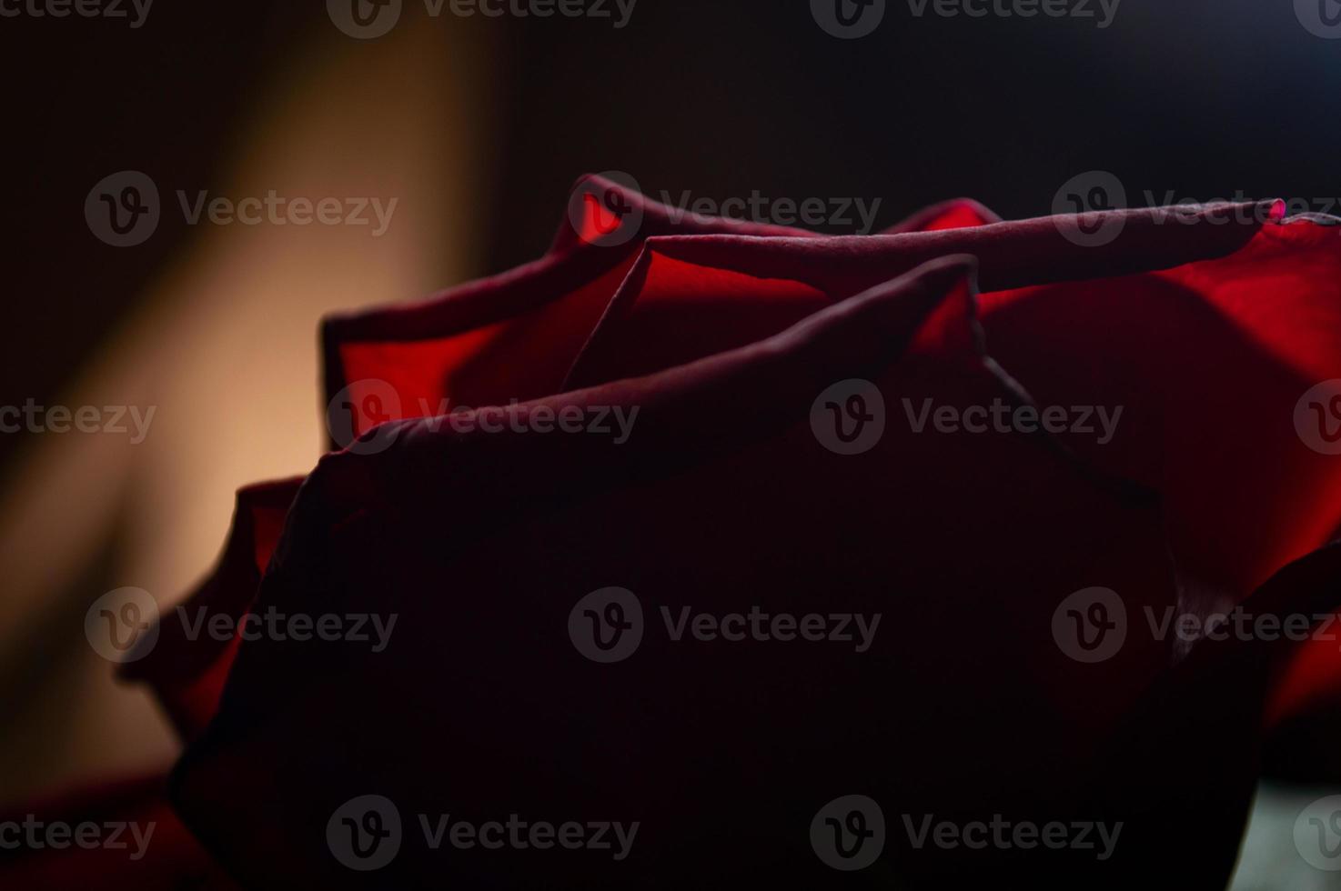 Red roses background Closeup texture of summer flowers photo