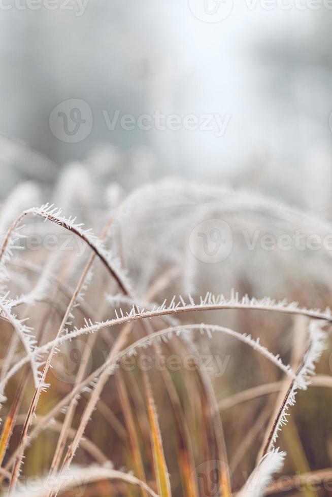 Grass meadow nature covered in icy droplets of morning dew. Foggy winter weather, blurred white landscape. Calm cold winter day, frozen icy closeup natural plants photo