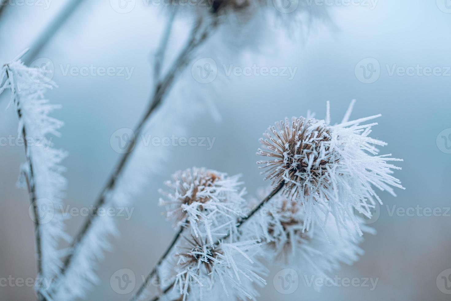 Grass meadow nature covered in icy droplets of morning dew. Foggy winter weather, blurred white landscape. Calm cold winter day, frozen icy closeup natural plants photo