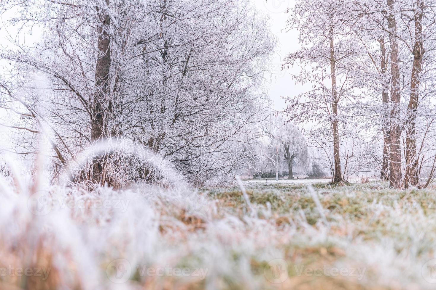 algunas hermosas plantas de pradera congeladas cubiertas de carámbanos. Fondo de naturaleza de primer plano de invierno. espacio libre para texto. enfoque selectivo. poca profundidad de campo, tonos azules fríos y suaves foto