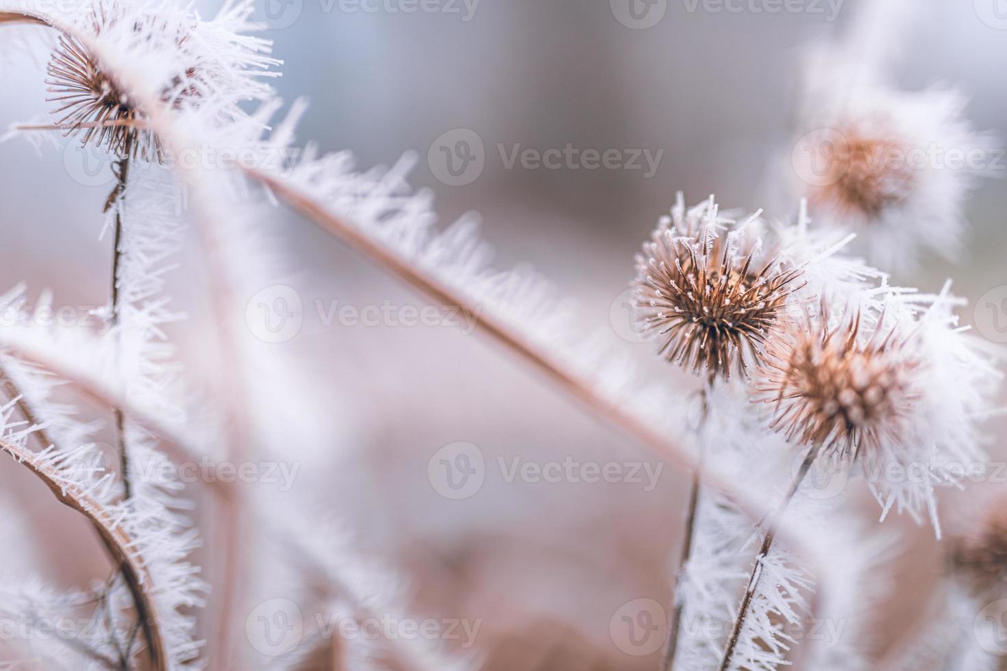 naturaleza del prado de hierba cubierta de gotas heladas de rocío matinal. clima de invierno brumoso, paisaje blanco borroso. Tranquilo día frío de invierno, plantas naturales heladas heladas de cerca foto