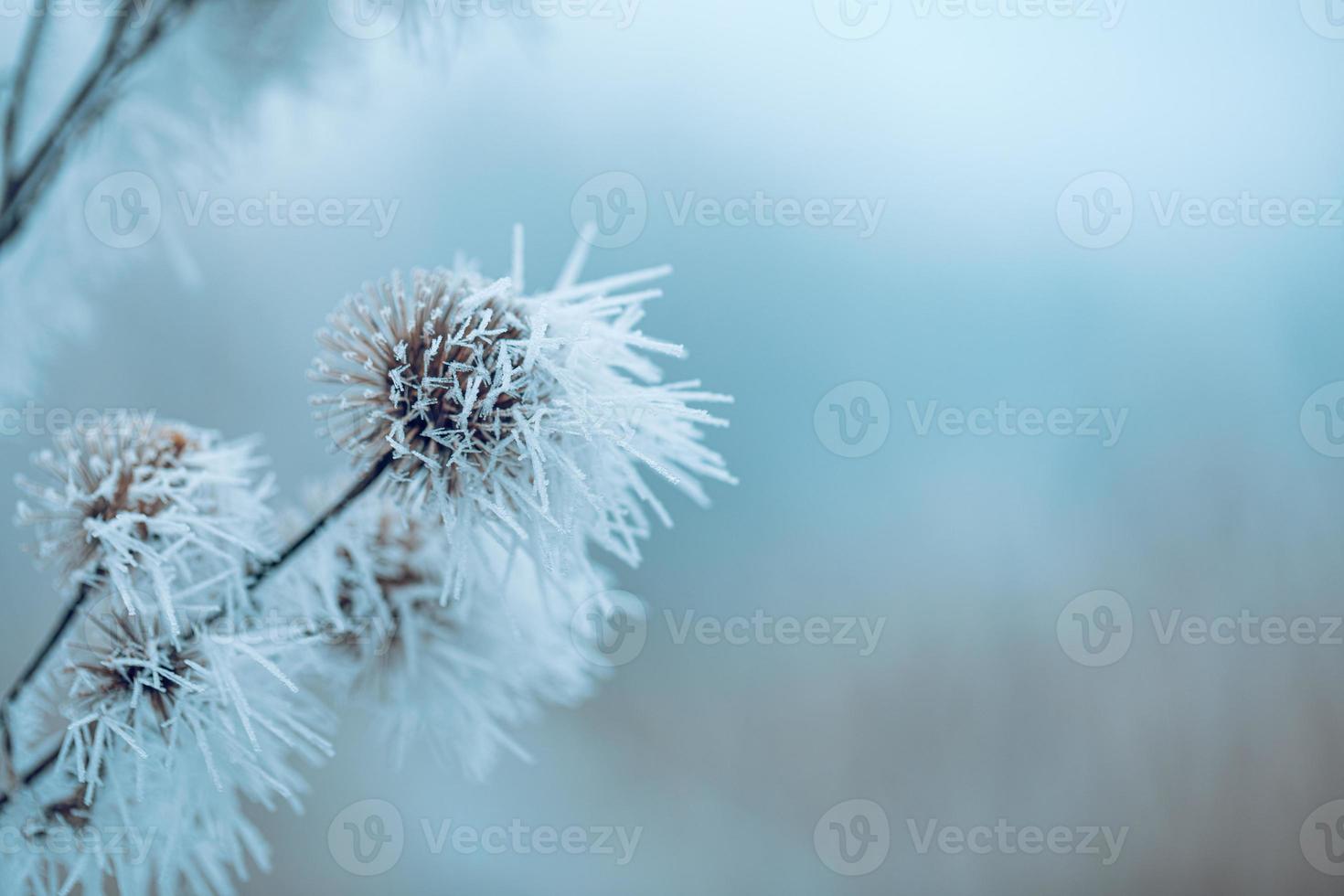 naturaleza del prado de hierba cubierta de gotas heladas de rocío matinal. clima de invierno brumoso, paisaje blanco borroso. Tranquilo día frío de invierno, plantas naturales heladas heladas de cerca foto