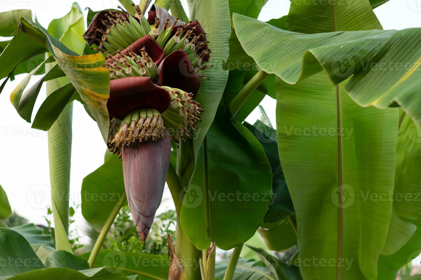 Close up fresh banana blossom on banana tree in the garden photo