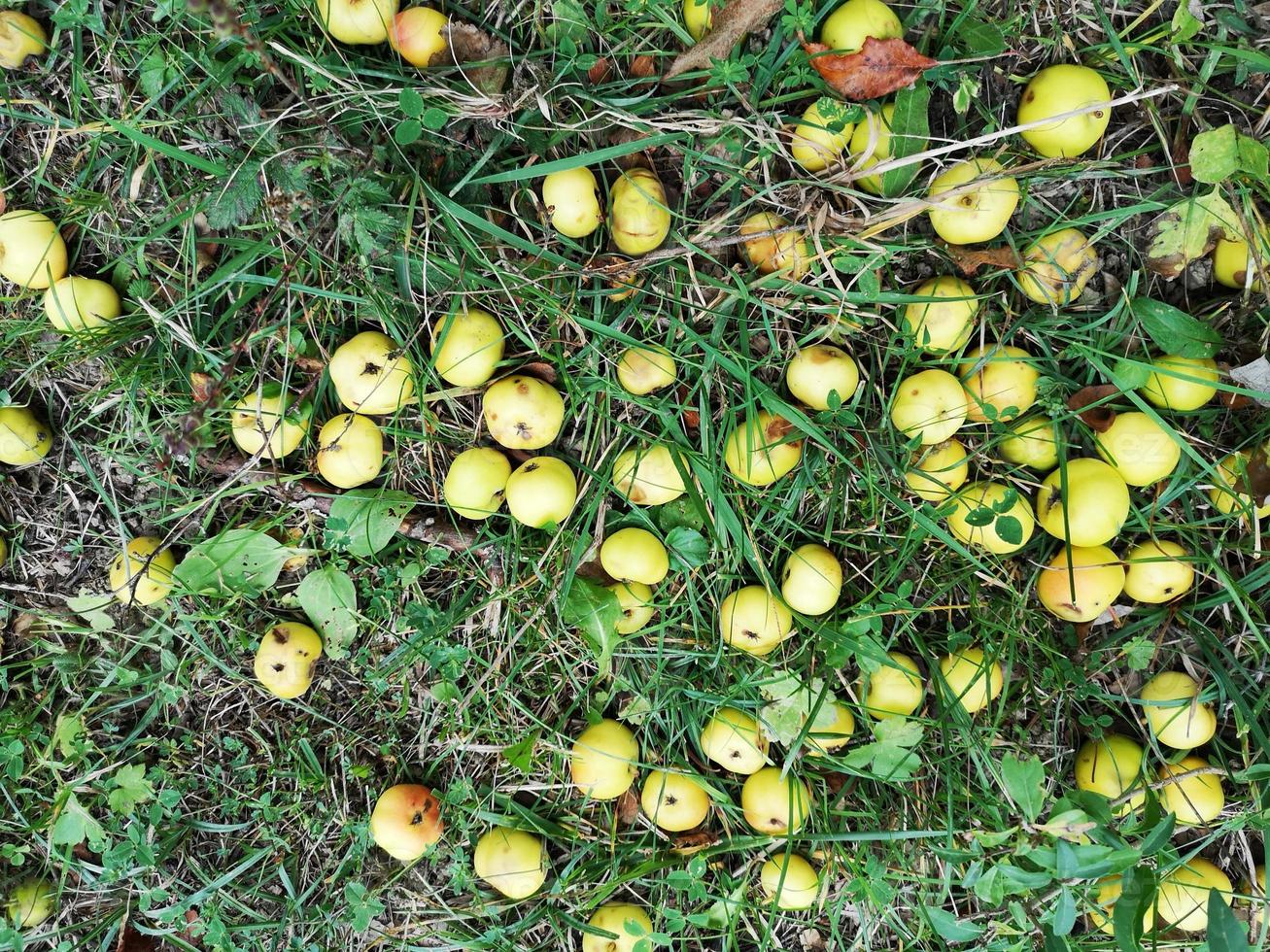 manzanas silvestres caídas al suelo foto