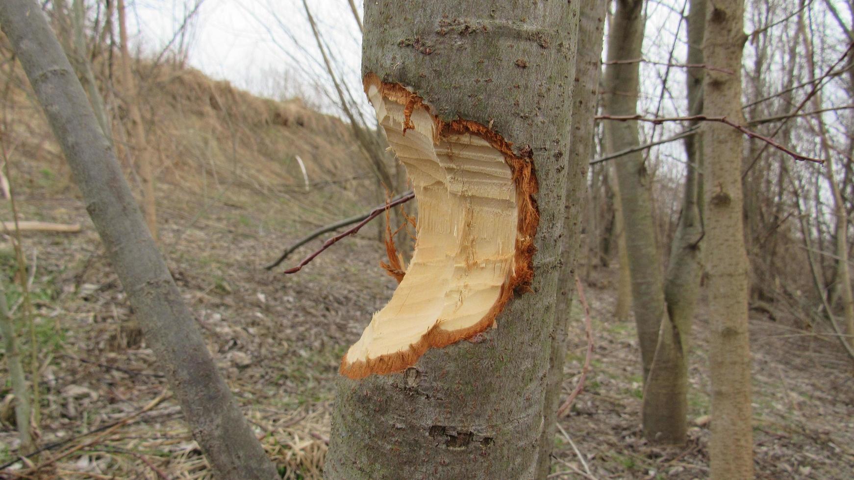 Beavers destroy trees. Tree bitten by a beaver photo