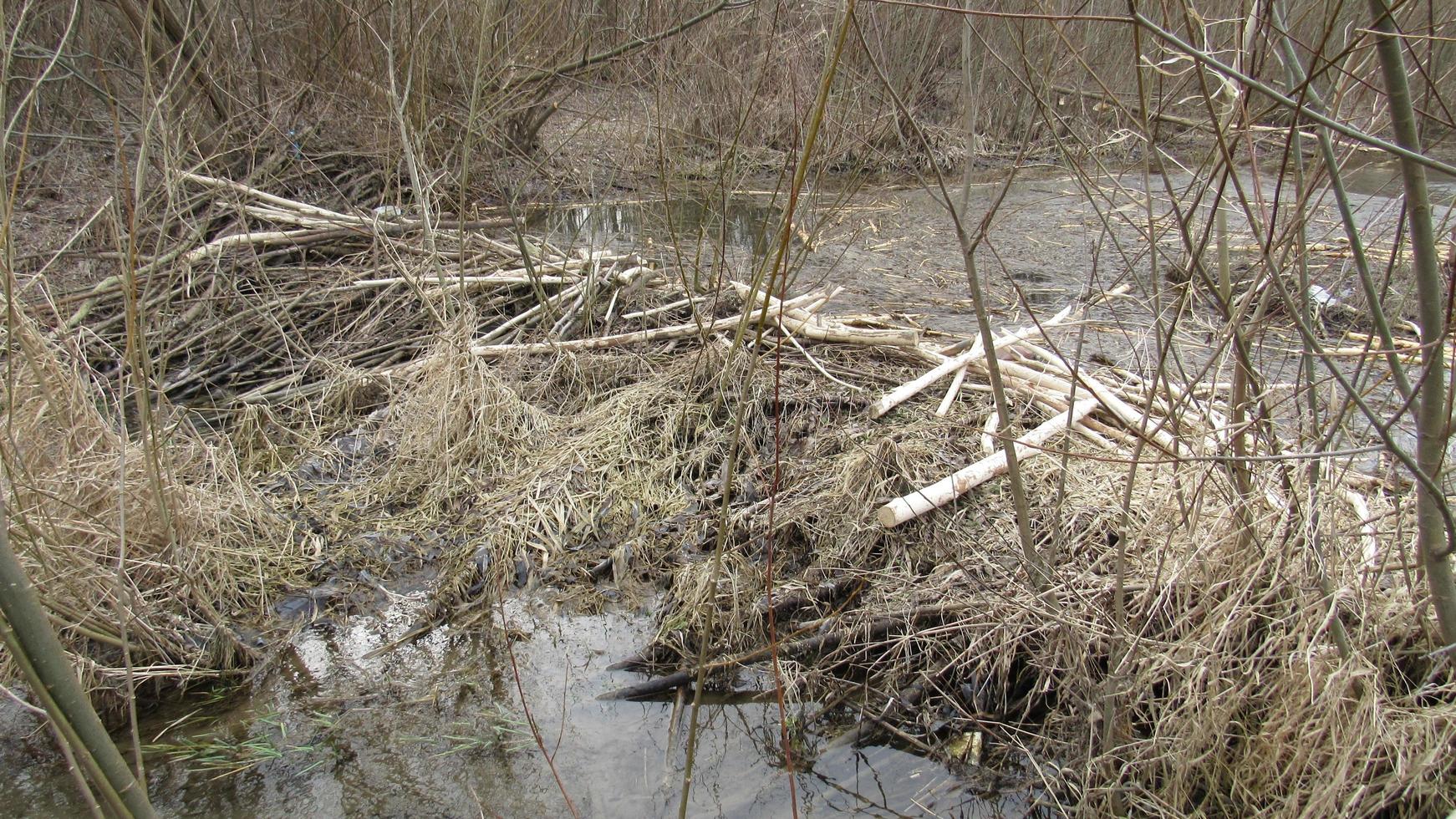 Typical beaver dam and swamp.Structures modify the natural environment. Beaver dams or beaver impoundments are dams built by beavers. photo
