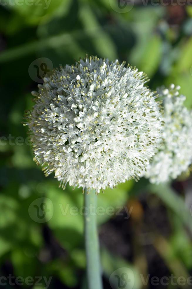 Onion ball close-up. Onion head with seeds. photo