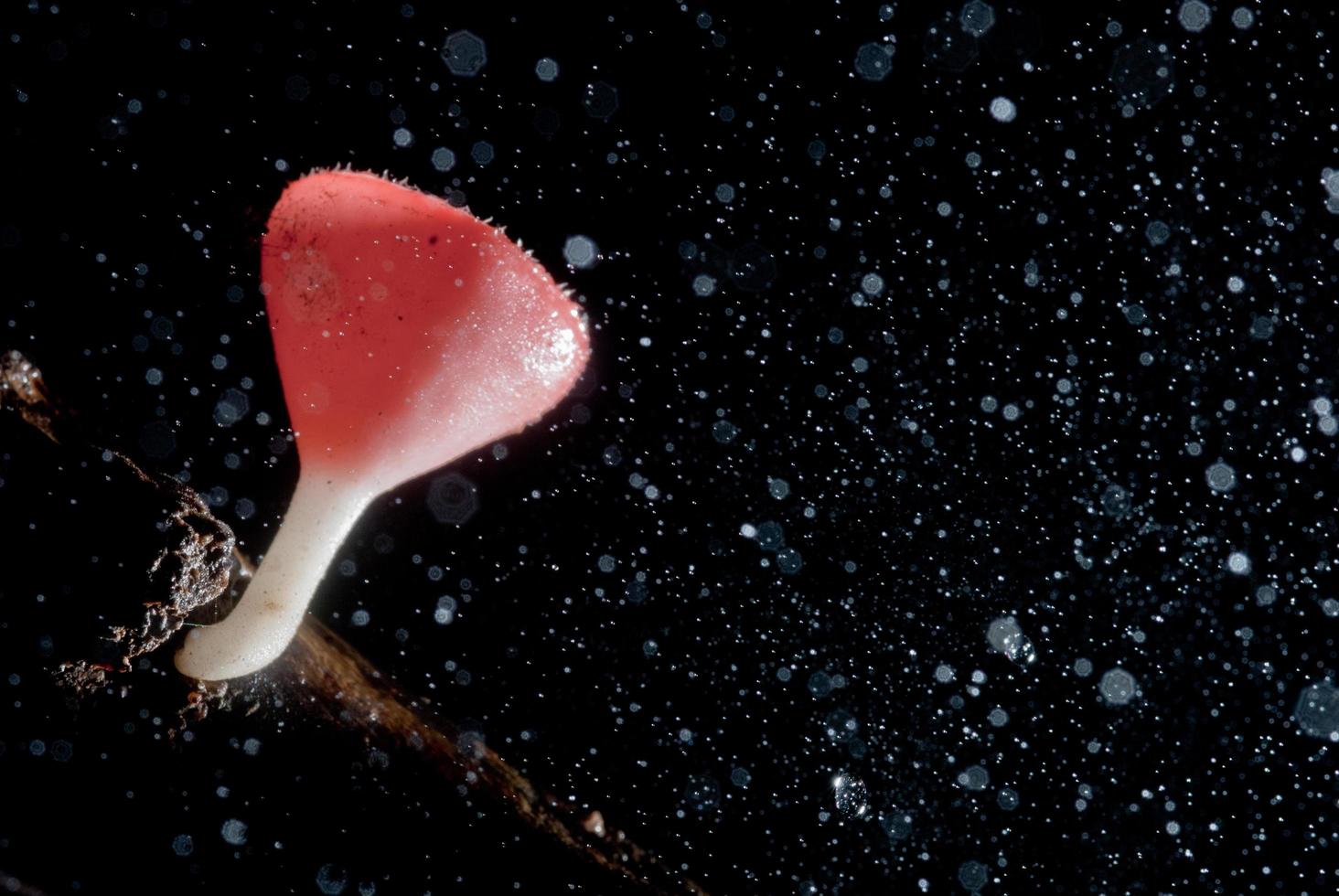 Lluvia hermosa seta de champán rosado forrado en madera foto