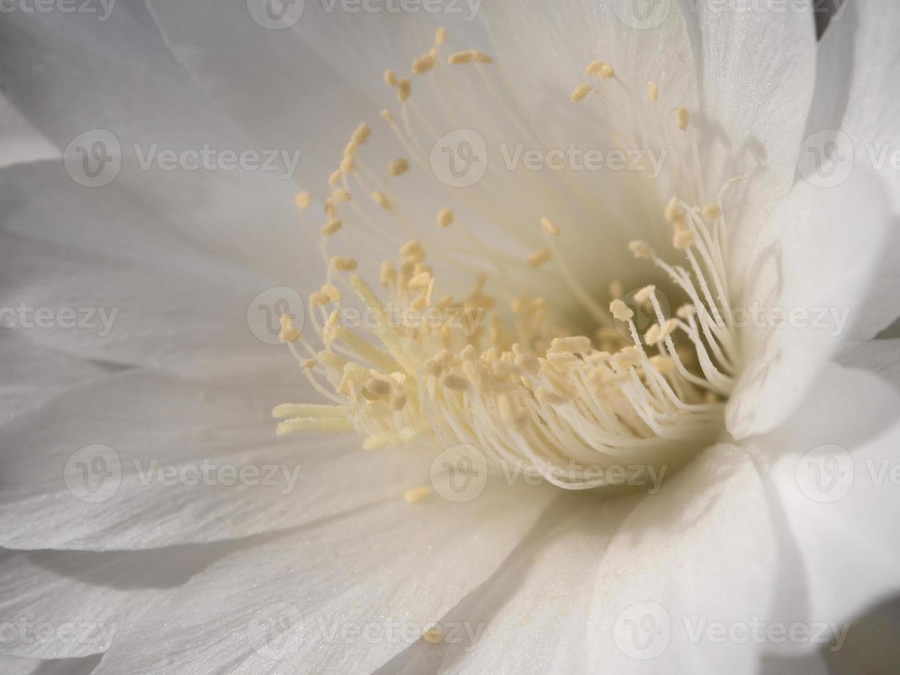 Pétalo frágil de color blanco de flor de cactus echinopsis foto