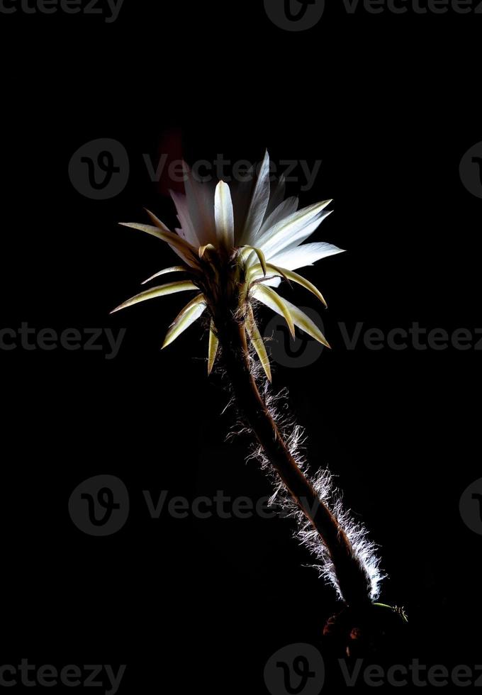 White color with fluffy hairy of Cactus flower on black background photo