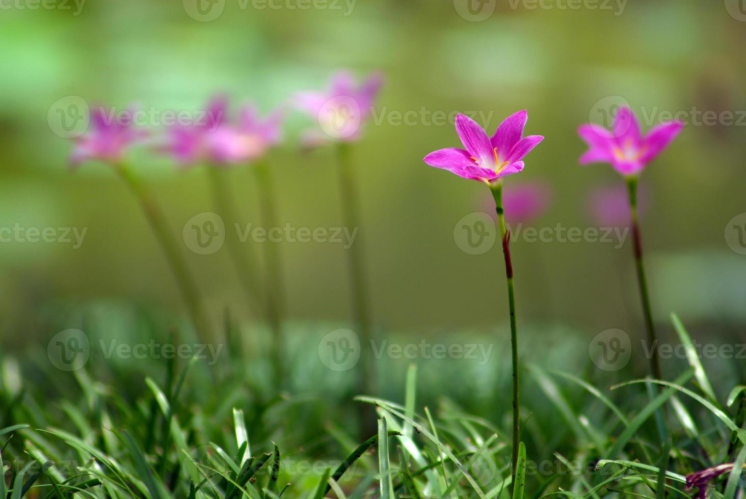 Pink ground lily flower blooming on greensward in garden photo