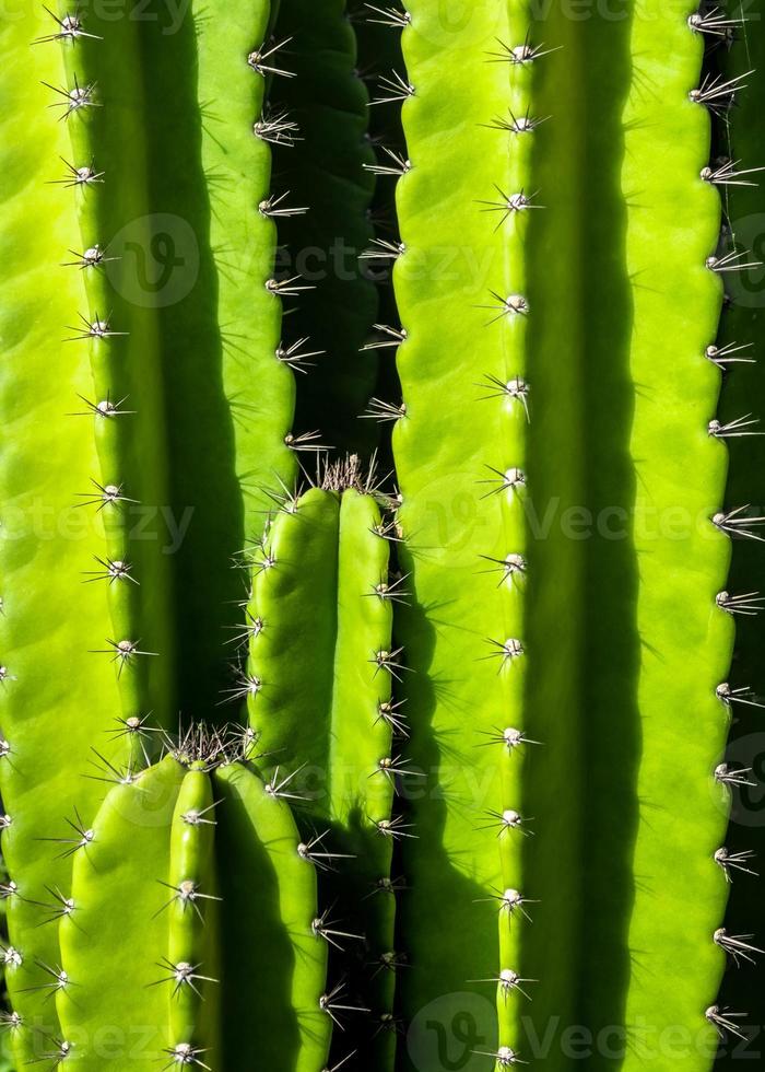 Fondo verde de tallos regordetes y espinas puntiagudas de cactus cereus peruvianus foto