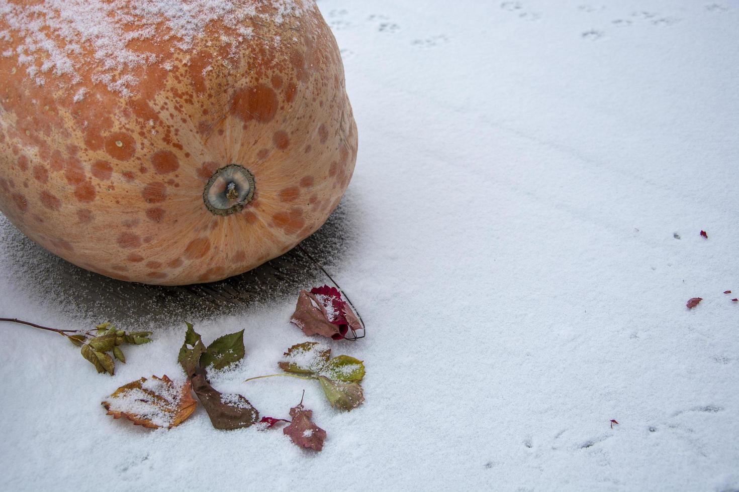 A huge orange pumpkin lies on a snow-covered background among fallen autumn leaves. Space for text. photo