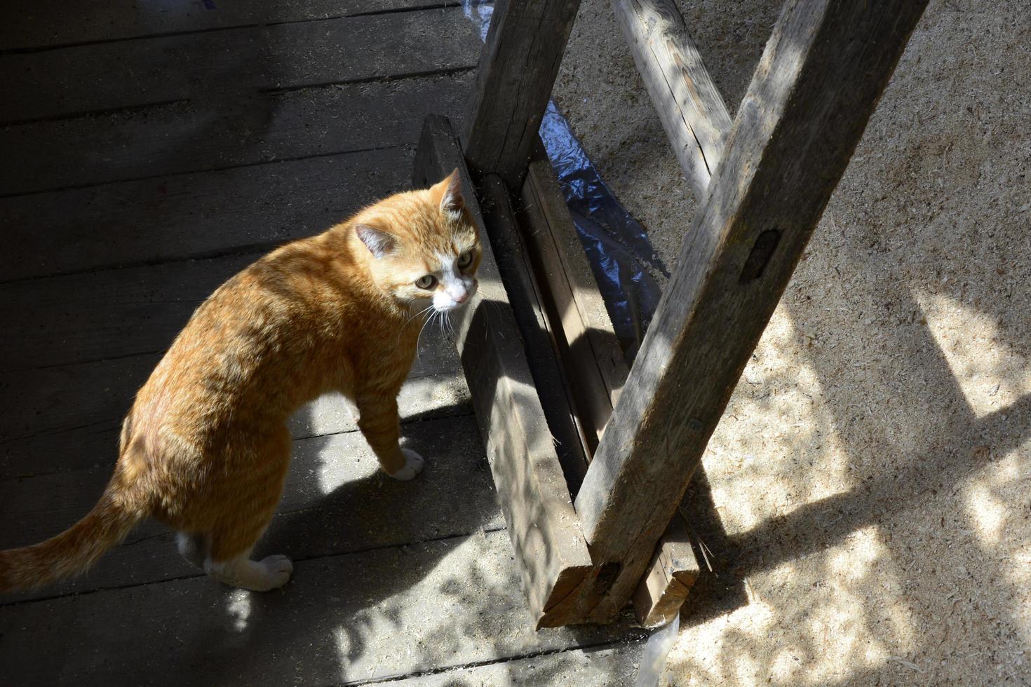 Construction of a residential building. Ginger cat near the stairs to the attic in an unfinished house. photo