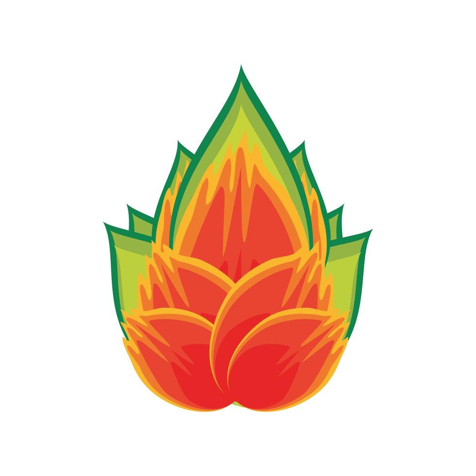 tropical fruit pitahaya vector