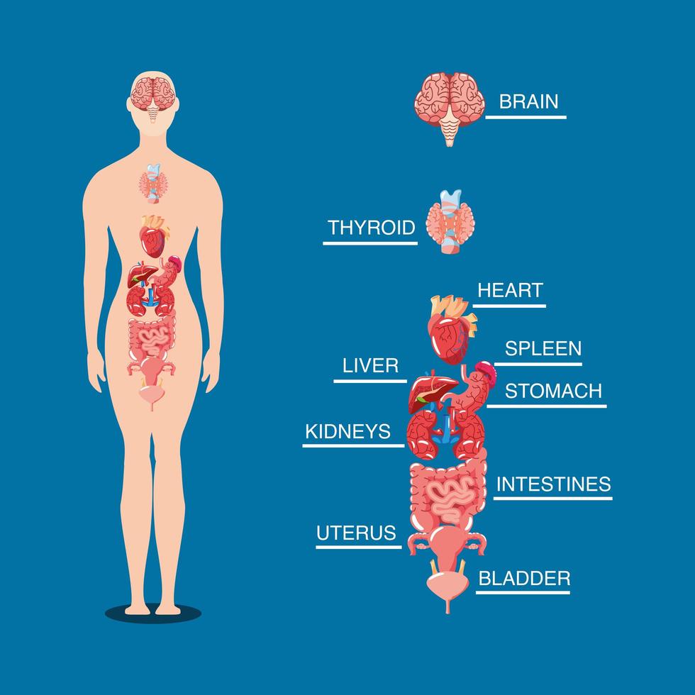 cuerpo humano interno vector