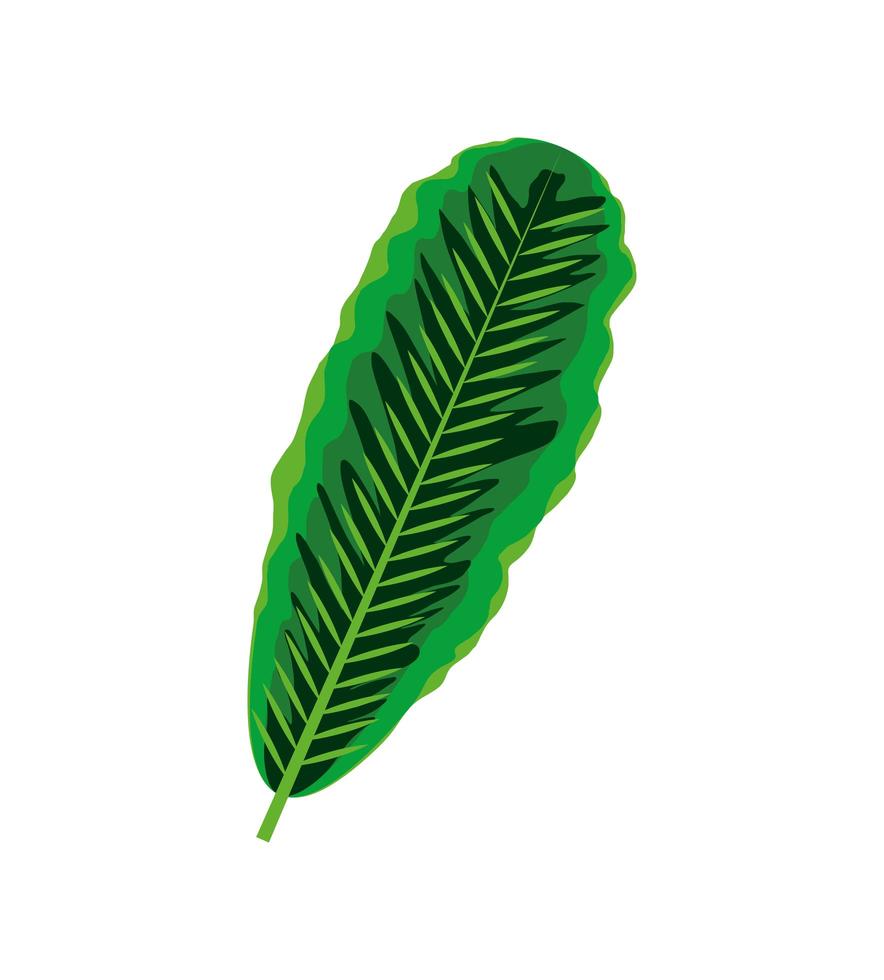 palm tropical leaf vector