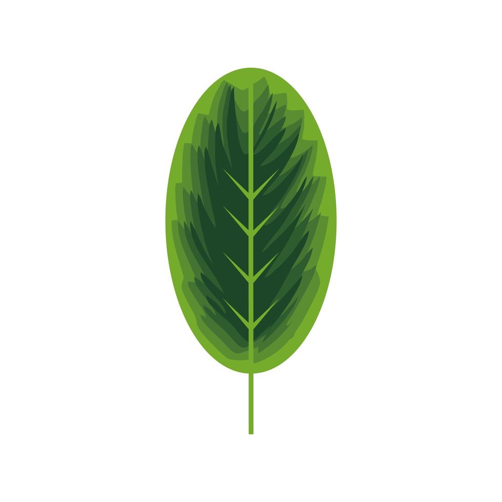 leaf stem nature vector