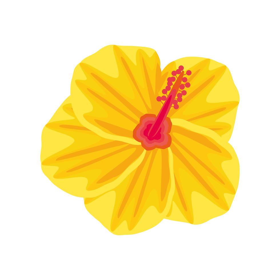 flor de hibisco tropical vector