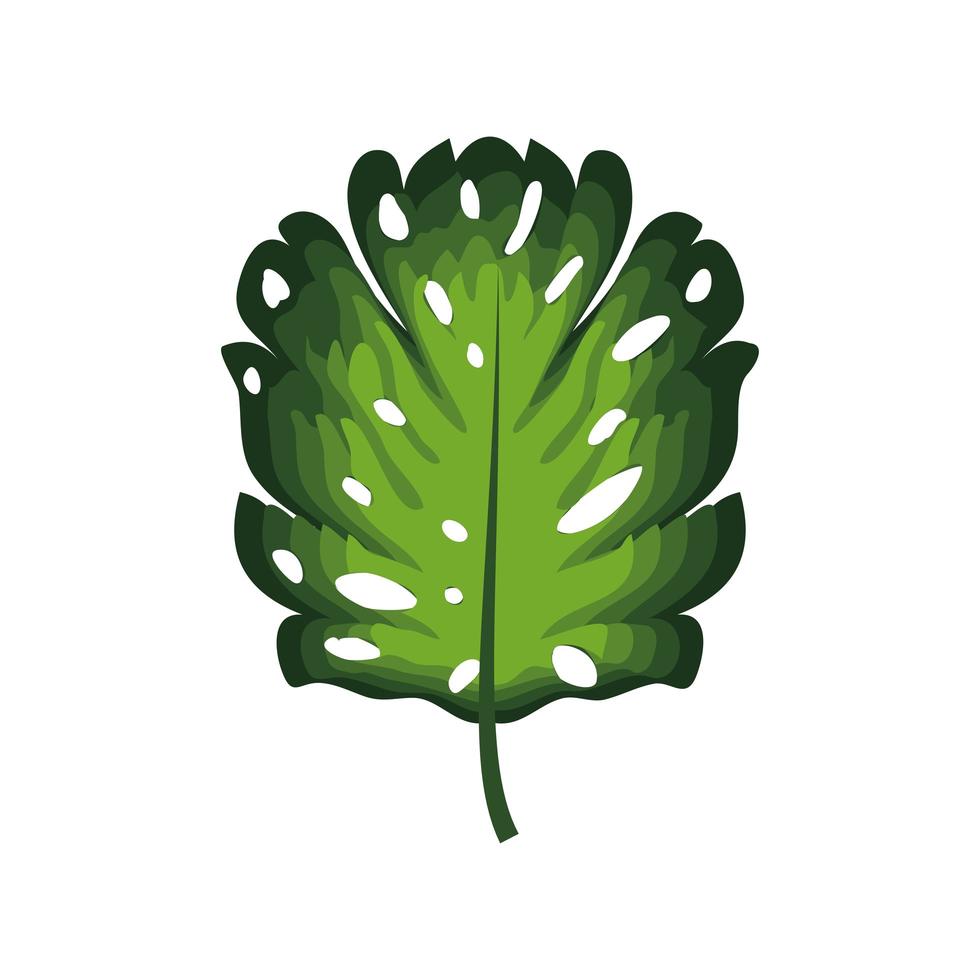 monstera leaf tropical vector