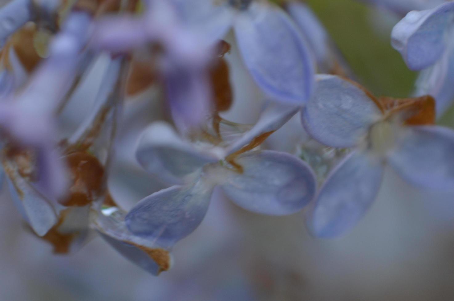 Macro shooting of plants and flowers photo