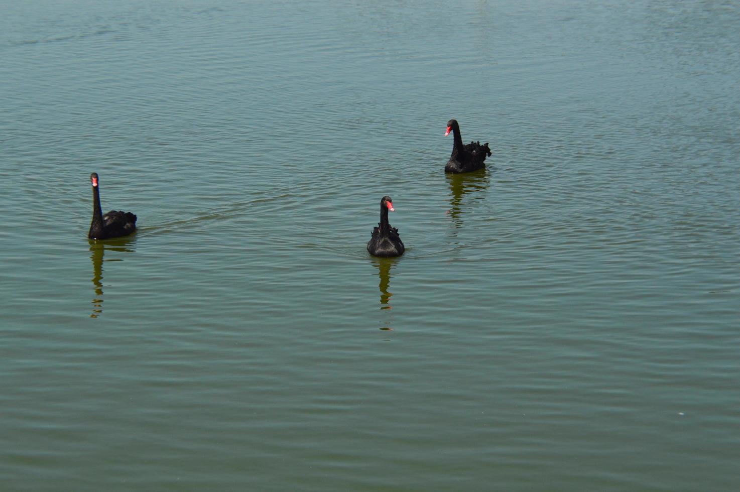 Black swans swim in the water on the lake photo
