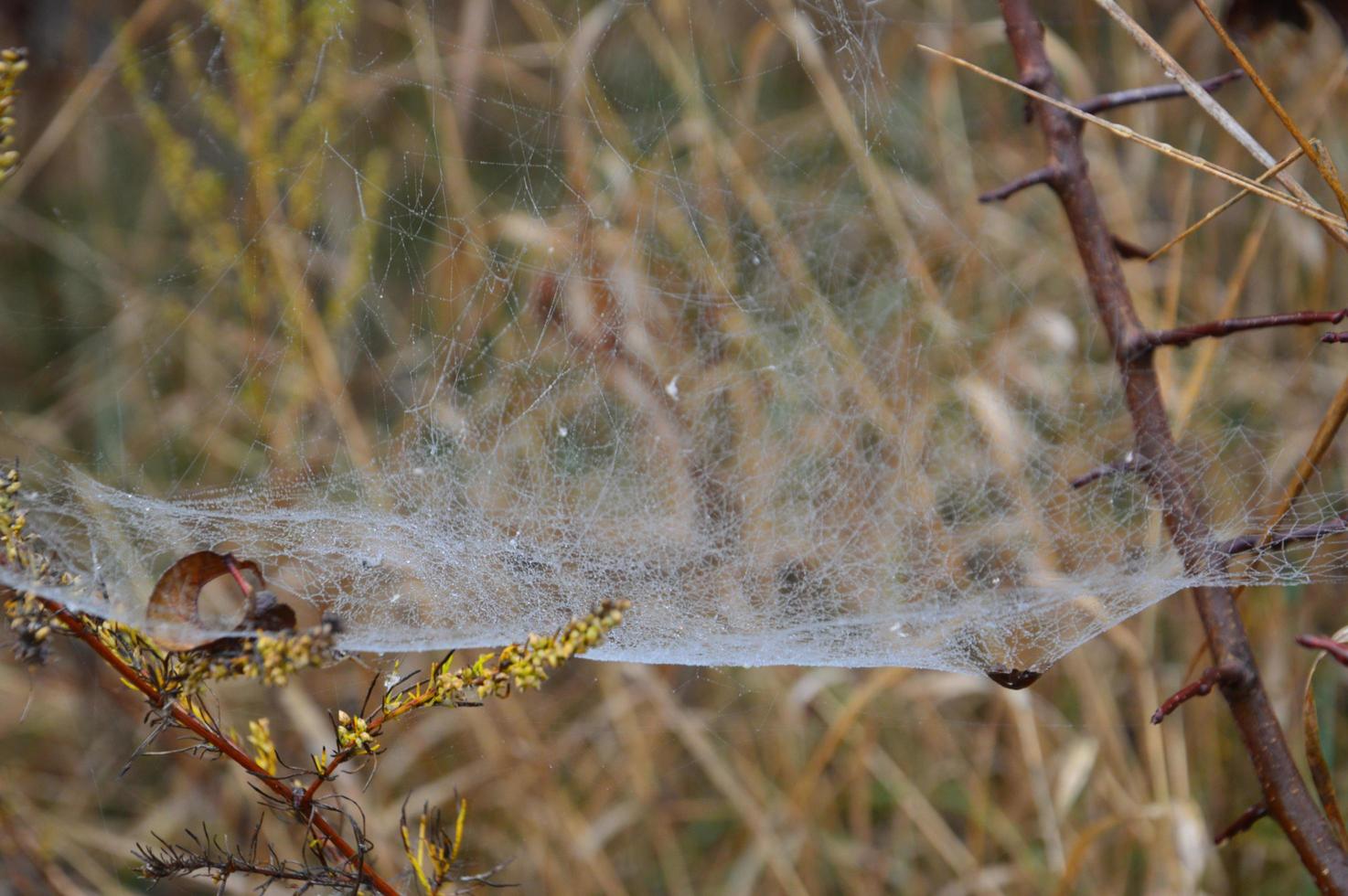 Closeup cobweb on plants and trees photo