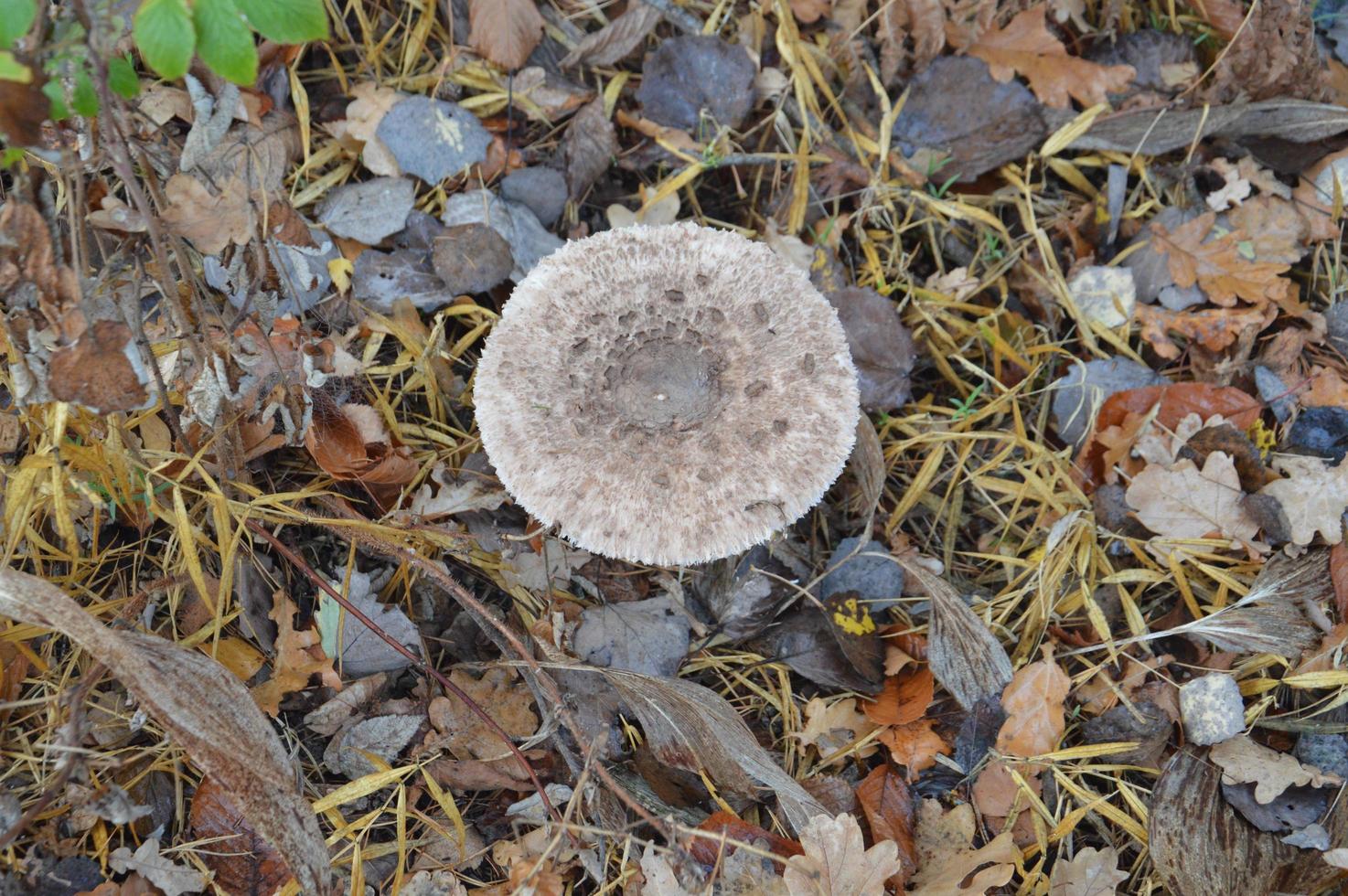 Forest mushrooms closeup on background photo