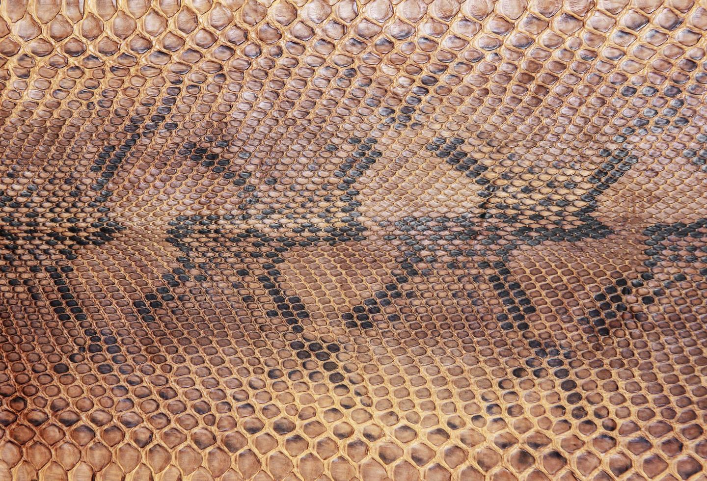 patrón de piel de serpiente foto