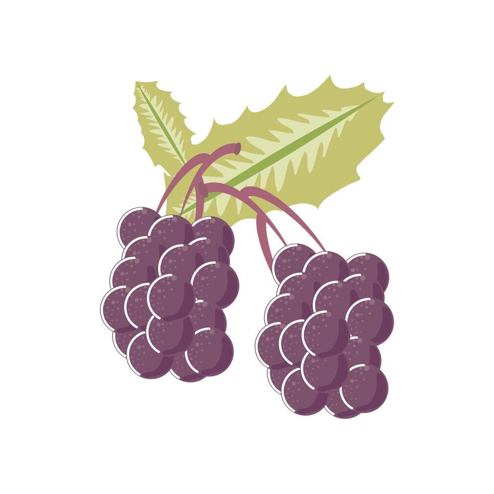 bunch grapes fresh fruit icon isolated style vector