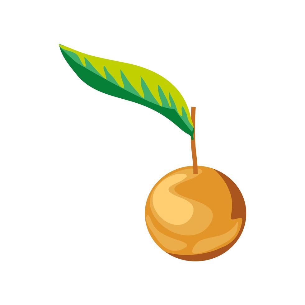 tropical fruit isolated vector